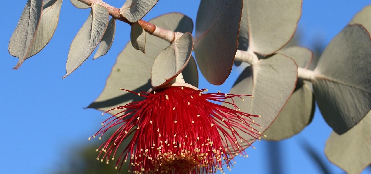 Liście eukaliptusa w dekoracjach – kiedy się sprawdzą?